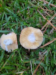 Russula rhodocephala