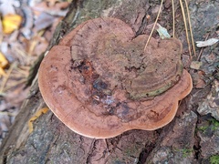 Ganoderma lobatum