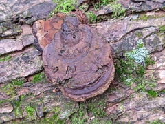 Ganoderma lobatum