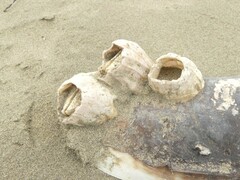 Notomegabalanus decorus