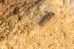 Scutigeromorpha