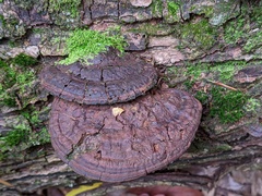 Ganoderma lobatum