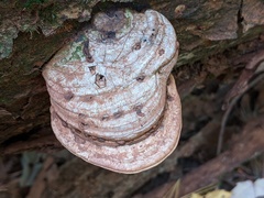 Ganoderma lobatum
