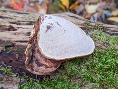 Ganoderma lobatum