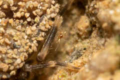 Acariformes