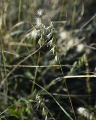 Bouteloua rigidiseta