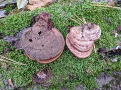 Ganoderma lobatum