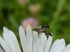 Spathulina acroleuca