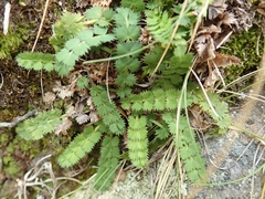 Anisotome aromatica