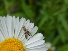 Spathulina acroleuca