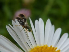 Spathulina acroleuca