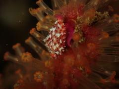 Crenavolva leopardus