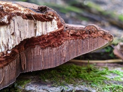 Ganoderma lobatum