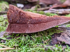 Ganoderma lobatum
