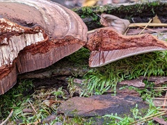 Ganoderma lobatum