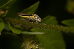 Homalodisca elongata