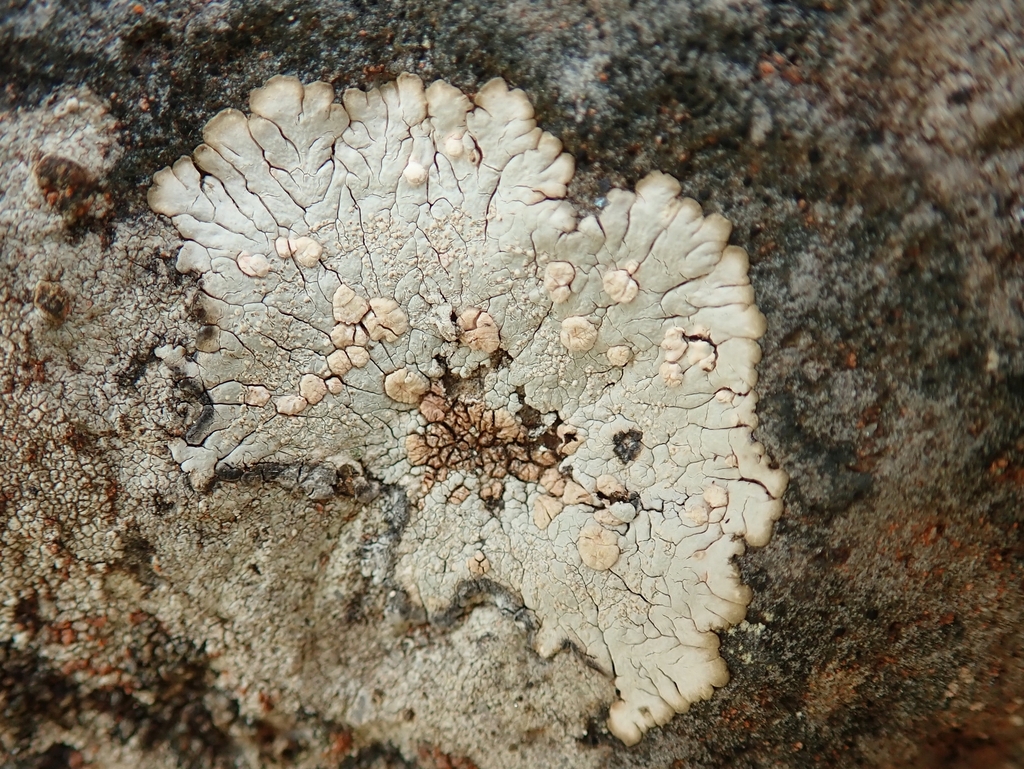 Placopsis cribellans
