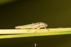 Homalodisca elongata