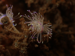 Unidentia aliciae