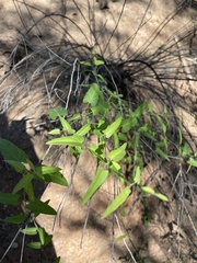 Funastrum cynanchoides