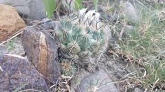 Coryphantha pallida