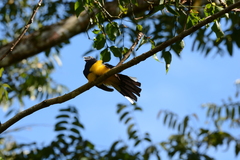 Trogon viridis