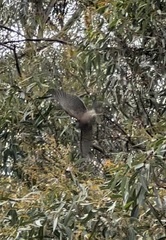 Accipiter cirrocephalus