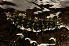 Leucanella viridescens