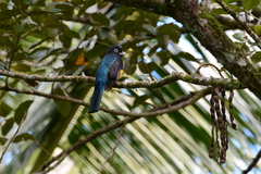 Trogon viridis