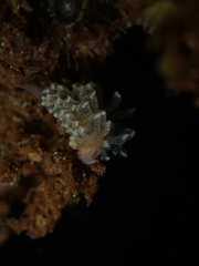 Aeolidioidea