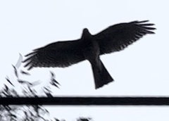 Accipiter cirrocephalus