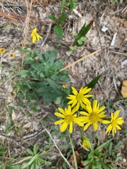 Chrysopsidinae