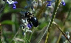 Xylocopa virginica texana