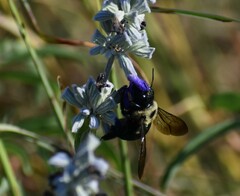 Xylocopa virginica texana