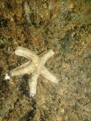 Asterinidae