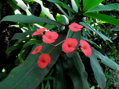 Euphorbia milii