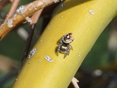 Phidippus californicus