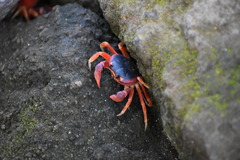 Gecarcinus lateralis