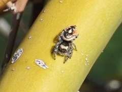 Phidippus californicus