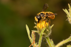 Osmia azteca