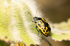 Zygogramma signatipennis