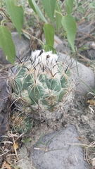 Coryphantha pallida