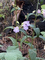 Nothochelone nemorosa