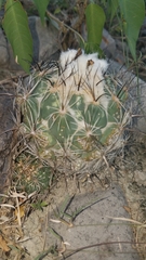 Coryphantha pallida