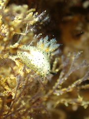 Polycera