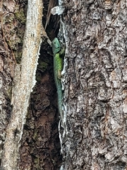 Sceloporus formosus