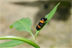 Cosmoscarta abdominalis