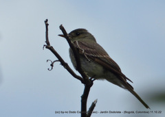 Contopus sordidulus