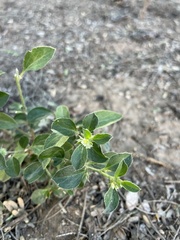 Ditaxis serrata