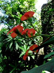 Euphorbia milii